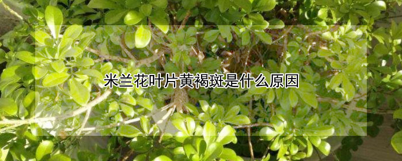 米兰花叶片黄褐斑是什么原因 米兰花叶子上有黄色斑点是什么原因