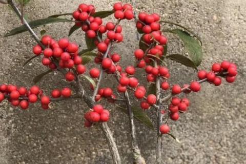 北美冬青盆栽家庭怎么养