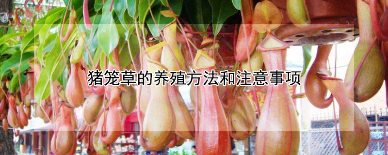 猪笼草的养殖方法和注意事项 猪笼草的养殖方法和注意事项有哪些