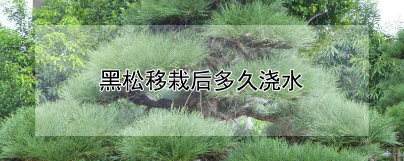 黑松移栽后多久浇水（黑松移栽后怎样管理）