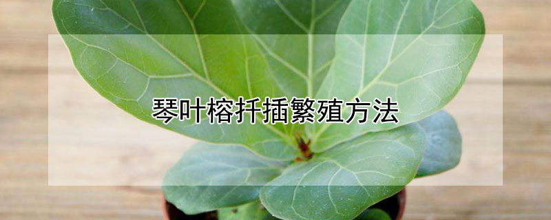 琴叶榕扦插繁殖方法（琴叶榕叶子扦插长出来什么样子）