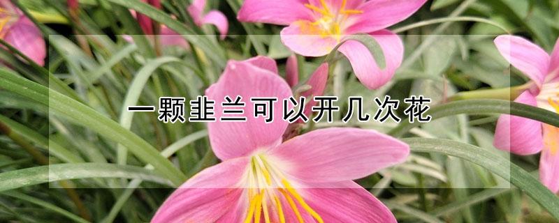 一颗韭兰可以开几次花（一颗韭兰可以开几次花啊）