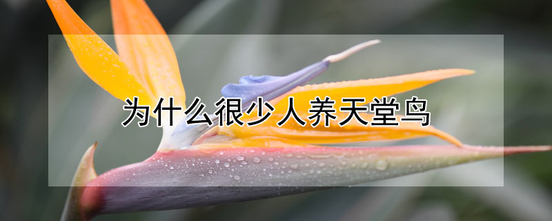 为什么很少人养天堂鸟 天堂鸟