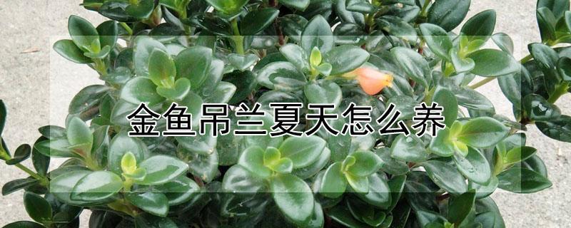 金鱼吊兰夏天怎么养（金鱼吊兰夏天怎么养护和浇水）