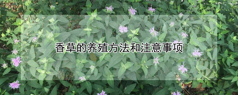 香草的养殖方法和注意事项 香草的养殖方法和注意事项图片