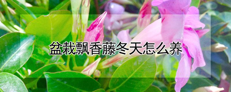 盆栽飘香藤冬天怎么养（飘香藤冬季怎么养）