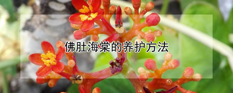 佛肚海棠的养护方法 佛肚海棠的养护方法养花达人视频