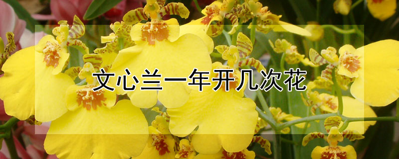 文心兰一年开几次花 文心兰一年开几次花什么时候开花