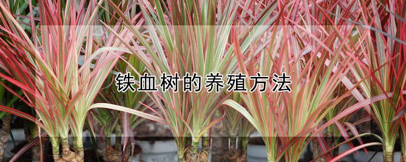 铁血树的养殖方法（铁血树的养殖方法和注意事项图片）