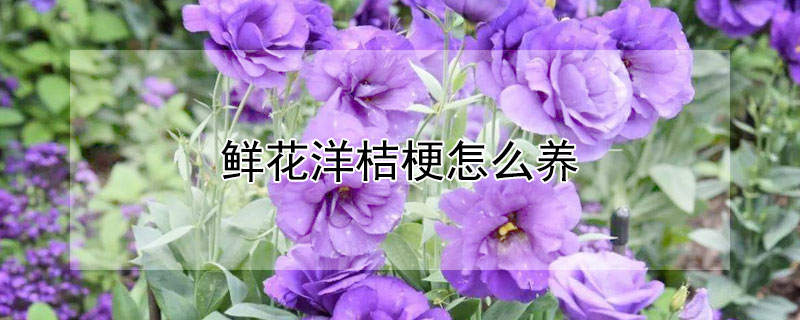 鲜花洋桔梗怎么养（鲜花洋桔梗怎么养活）