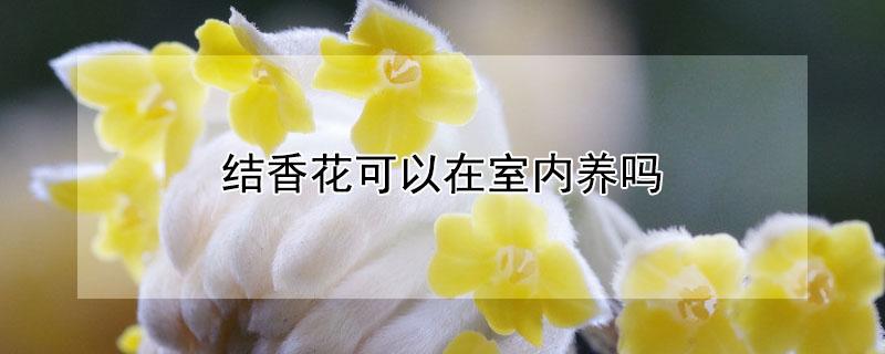 结香花可以在室内养吗（结香花可以在室内养吗视频）