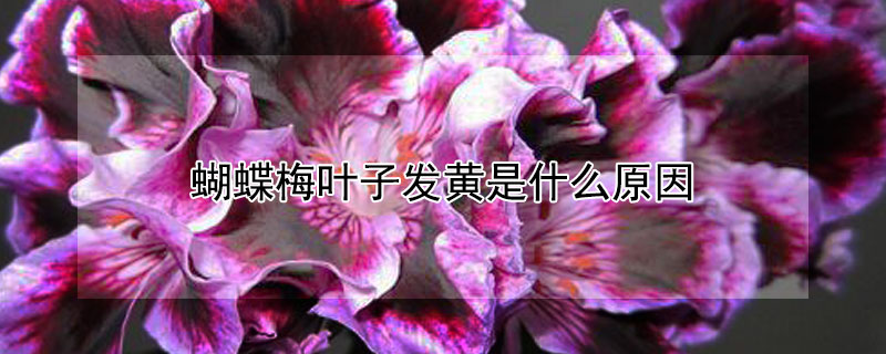 蝴蝶梅叶子发黄是什么原因（蝴蝶梅的养殖方法和注意事项有哪些）