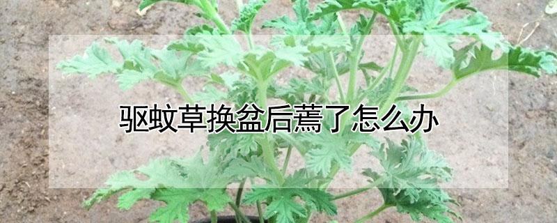 驱蚊草换盆后蔫了怎么办 驱蚊草如何换盆