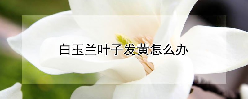 白玉兰叶子发黄怎么办 白玉兰叶子发黄怎么治