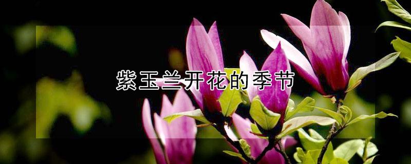 紫玉兰开花的季节（紫玉兰花什么季节开花）