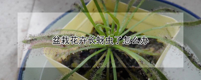 盆栽花卉长蚜虫了怎么办（盆栽花卉蚜虫防治方法）