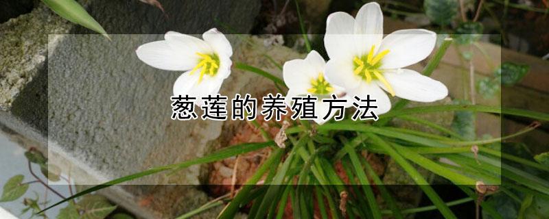 葱莲的养殖方法（葱莲的养殖方法和注意）