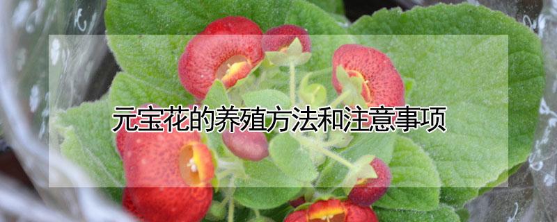 元宝花的养殖方法和注意事项 元宝花的养殖方法和注意事项图片