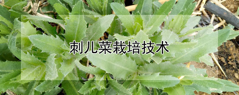 刺儿菜栽培技术 刺儿菜栽培技术与管理