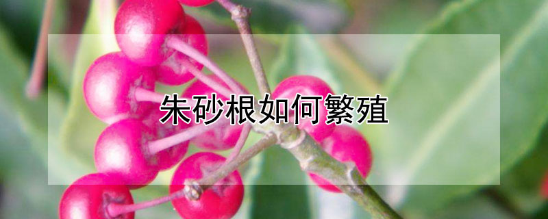朱砂根如何繁殖（朱砂根如何繁殖视频）