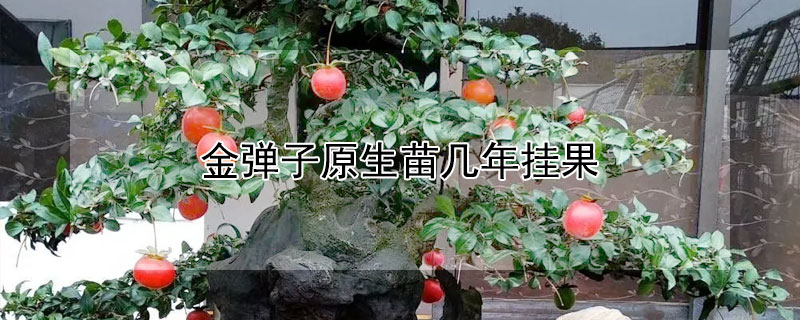 金弹子原生苗几年挂果 金弹子原生苗会结果吗