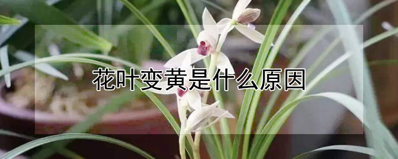 花叶变黄是什么原因 栀子花花叶变黄是什么原因