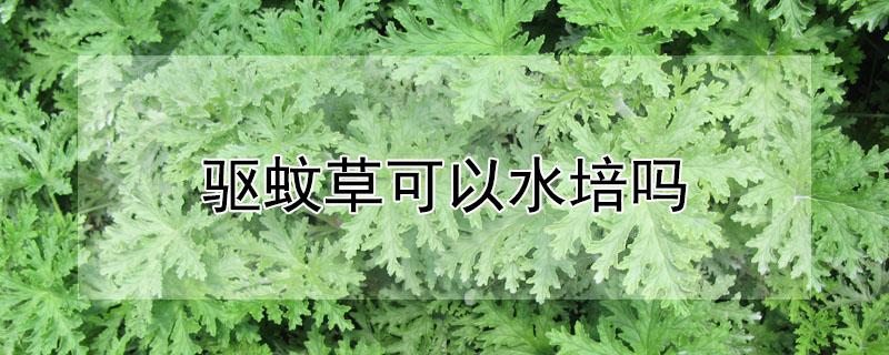 驱蚊草可以水培吗（驱蚊草可以水培吗怎么养）