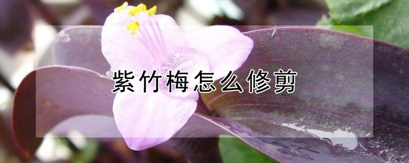 紫竹梅怎么修剪 紫竹梅怎么修剪视频