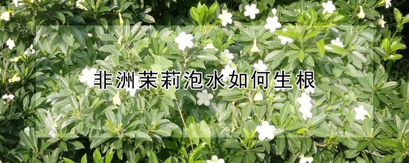 非洲茉莉泡水如何生根（非洲茉莉怎样浇水?）