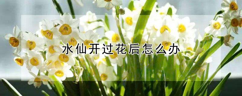 水仙开过花后怎么办（水仙开过花后处理过程）