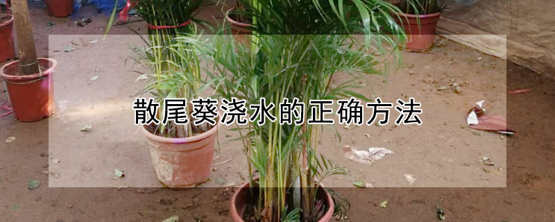 散尾葵浇水的正确方法（凤尾竹叶子尖发黄干枯怎么办）