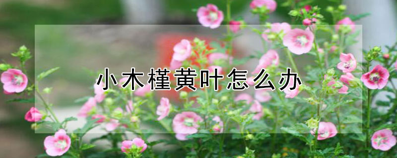 小木槿黄叶怎么办（小木槿黄叶怎么办能开花吗）