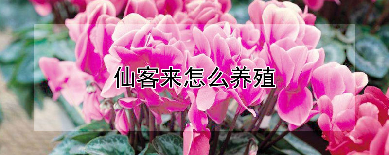 仙客来怎么养殖 仙客来怎么养殖好