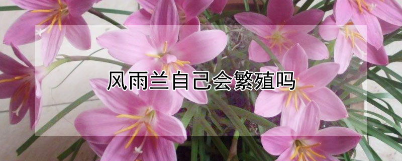 风雨兰自己会繁殖吗（风雨兰怎样爆盆）