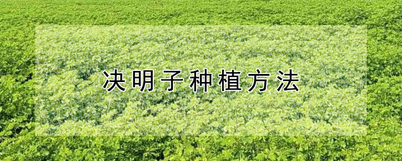 决明子种植方法（决明子怎么种植）