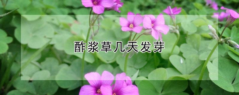 酢浆草几天发芽 紫叶酢浆草几天发芽