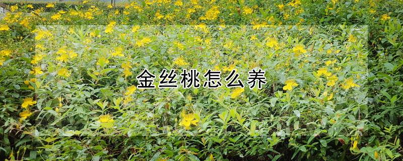 金丝桃怎么养 金丝桃怎么养才能开花