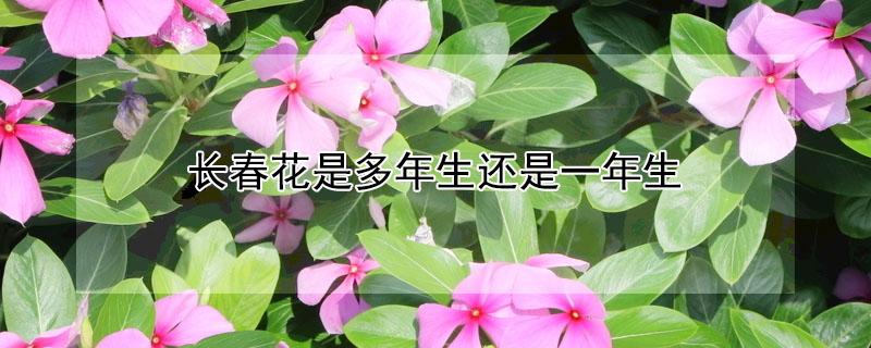 长春花是多年生还是一年生 什么花一年四季开花又最好养