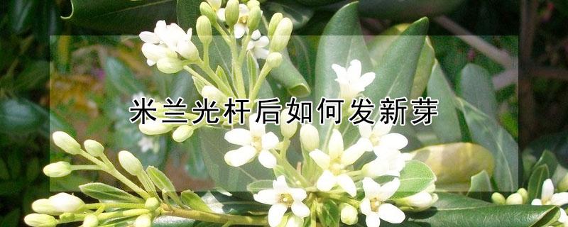 米兰光杆后如何发新芽 光杆米兰 怎么催芽