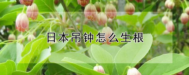 日本吊钟怎么生根（日本吊钟怎么种）