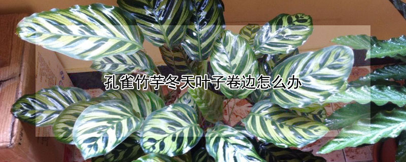 孔雀竹芋冬天叶子卷边怎么办（孔雀竹芋叶子卷边发黄怎么办）