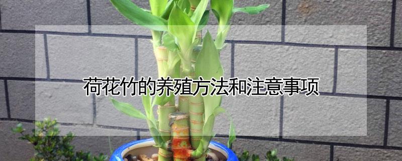 荷花竹的养殖方法和注意事项（荷花的养殖方法和注意事项）