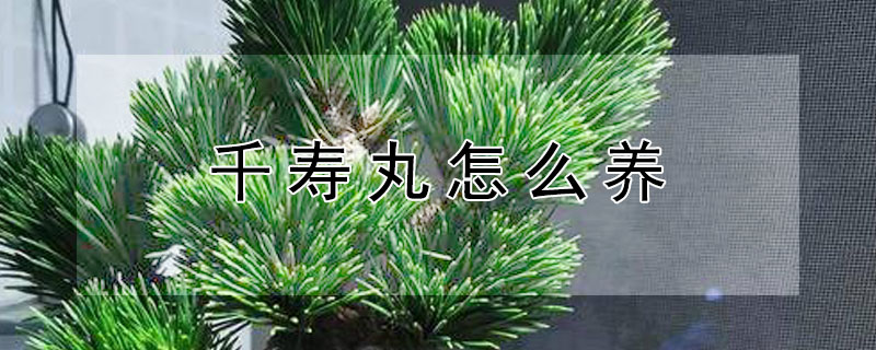 千寿丸怎么养 千寿丸怎么养护