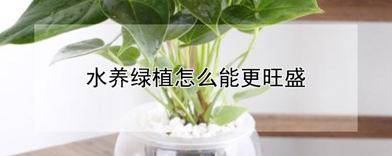 水养绿植怎么能更旺盛（水养绿植怎么养）