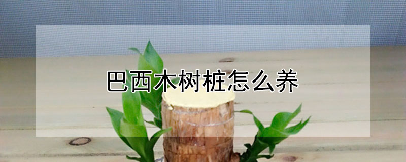巴西木树桩怎么养 巴西木树桩怎么养植