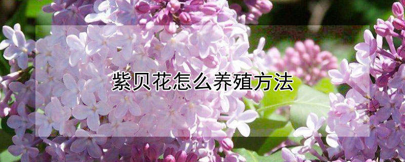 紫贝花怎么养殖方法 紫贝花怎么养殖方法和技术