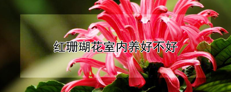 红珊瑚花室内养好不好（盆栽红珊瑚的养殖方法及家里能养吗）
