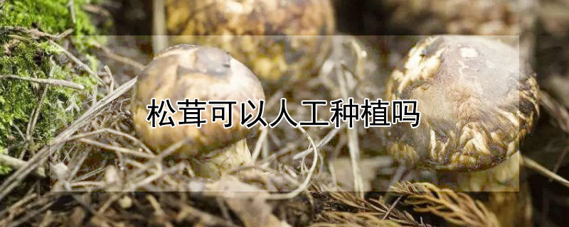 松茸可以人工种植吗 松茸人工栽培技术