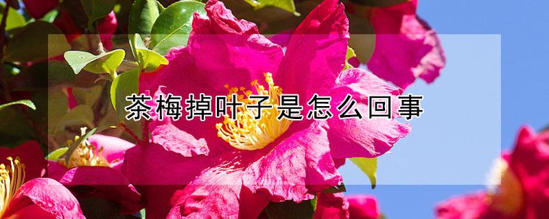 茶梅掉叶子是怎么回事（茶梅掉叶子是怎么回事儿）