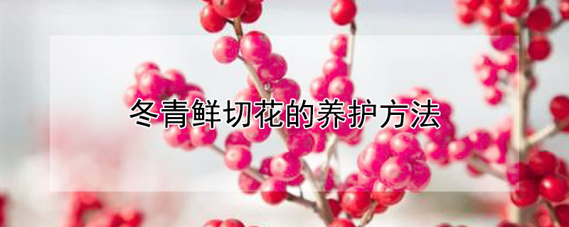 冬青鲜切花的养护方法 冬青鲜切花能养多久